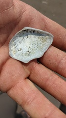 Tellinoidea