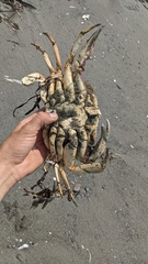 Metacarcinus magister