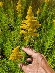 Solidago speciosa