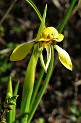 Diuris fucosa