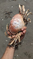 Metacarcinus magister