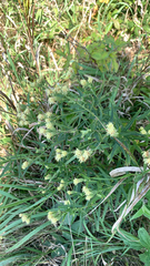 Brickellia eupatorioides