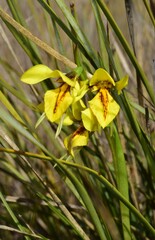 Diuris fucosa