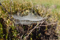 Frontinella pyramitela