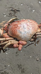 Metacarcinus magister