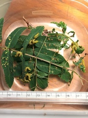 Pristiphora geniculata