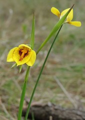 Diuris fucosa