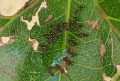 Pristomyrmex punctatus