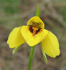 Diuris fucosa