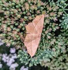 Prochoerodes lineola