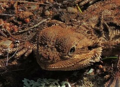 Pogona barbata