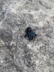 Xylocopa californica arizonensis