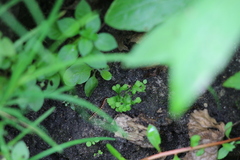 Ricciaceae