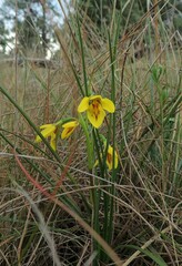 Diuris fucosa