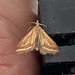 Microtheoris ophionalis