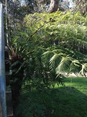 Cyatheaceae