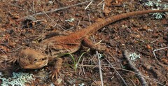 Pogona barbata