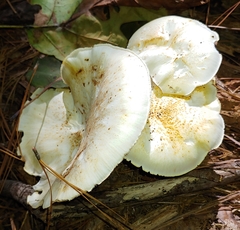 Neolentinus lepideus