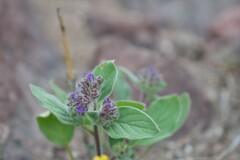 Phacelia brachyantha