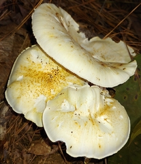 Neolentinus lepideus
