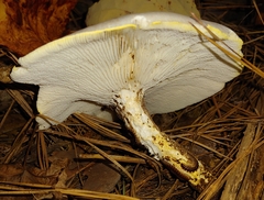 Neolentinus lepideus