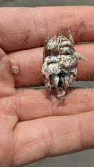 Emerita analoga
