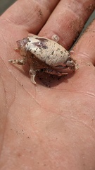 Emerita analoga