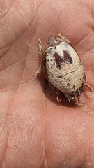 Emerita analoga