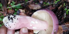 Russula xerampelina