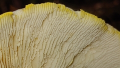 Neolentinus lepideus