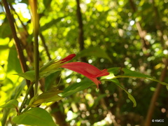 Hypoestes bojeriana