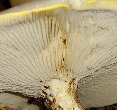 Neolentinus lepideus