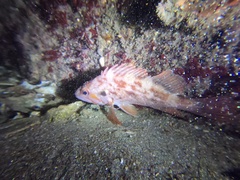 Sebastes auriculatus