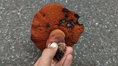 Suillellus amygdalinus