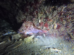 Sebastes auriculatus