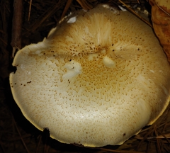 Neolentinus lepideus