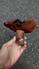 Suillellus amygdalinus