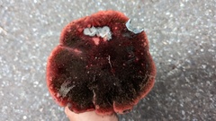 Suillellus amygdalinus