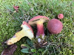 Baorangia