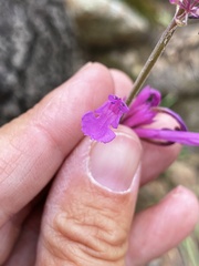 Agastache pallida