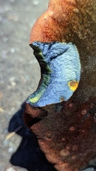 Suillellus amygdalinus