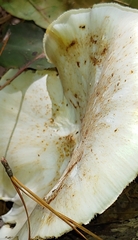 Neolentinus lepideus