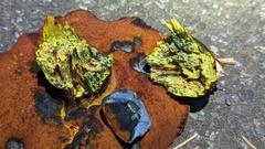 Suillellus amygdalinus