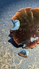 Suillellus amygdalinus