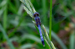 Erythrodiplax minuscula