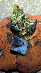 Suillellus amygdalinus