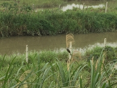 Pycnonotus sinensis formosae