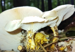 Neolentinus lepideus