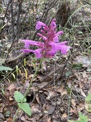 Agastache pallida