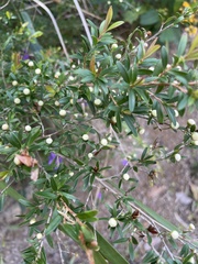 Leptospermum polygalifolium